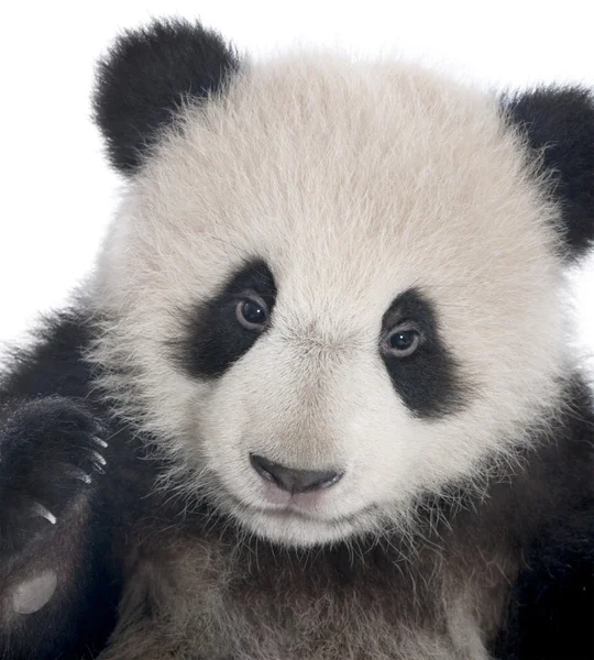 Panda gigante (6 mesi) - Ailuropoda melanoleuca — Foto Stock