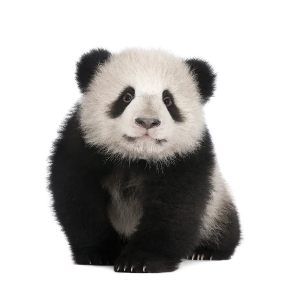 Panda géant (6 mois) - Ailuropoda melanoleuca — Photo