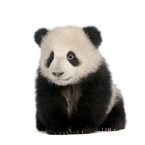 Panda gigante (6 meses) - Ailuropoda melanoleuca — Foto de Stock