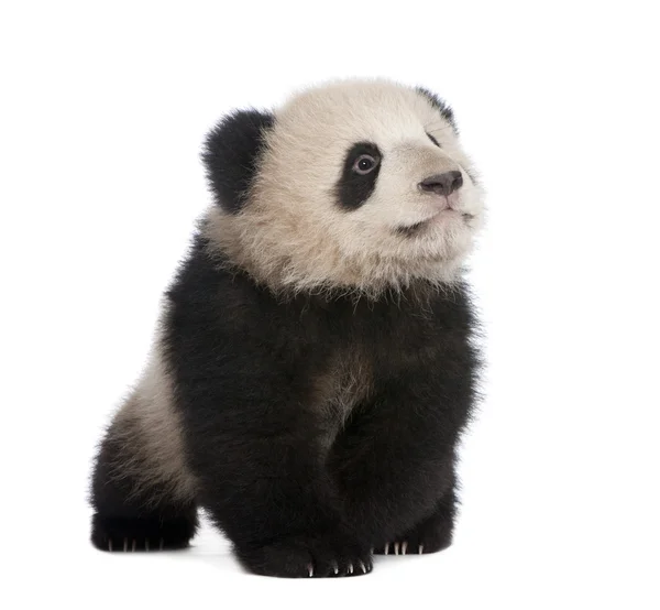 大熊猫 (6 个月) — 图库照片