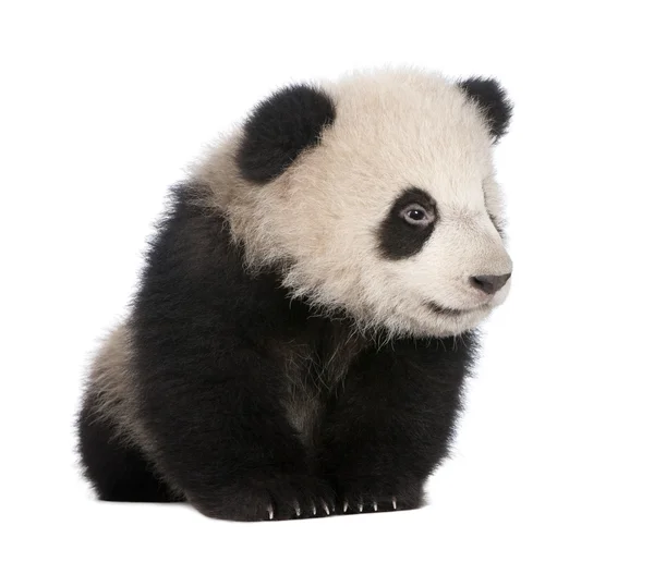 Гигантская панда (6 месяцев) - Ailuropoda melanoleuca — стоковое фото