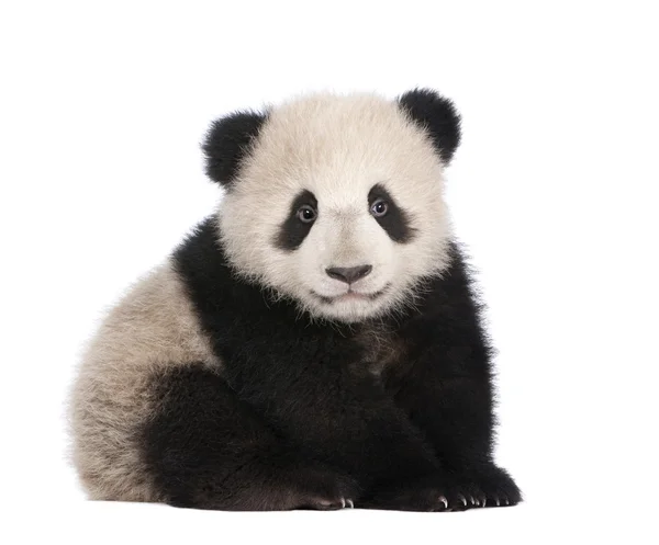 Panda Velká (18 měsíců) - Ailuropoda melanoleuca — Stock fotografie