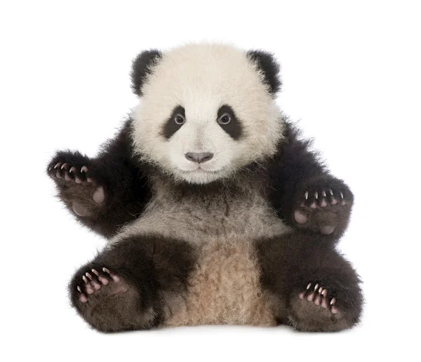 Giant Panda (6 bulan) - Ailuropoda melanoleuca — Stok Foto