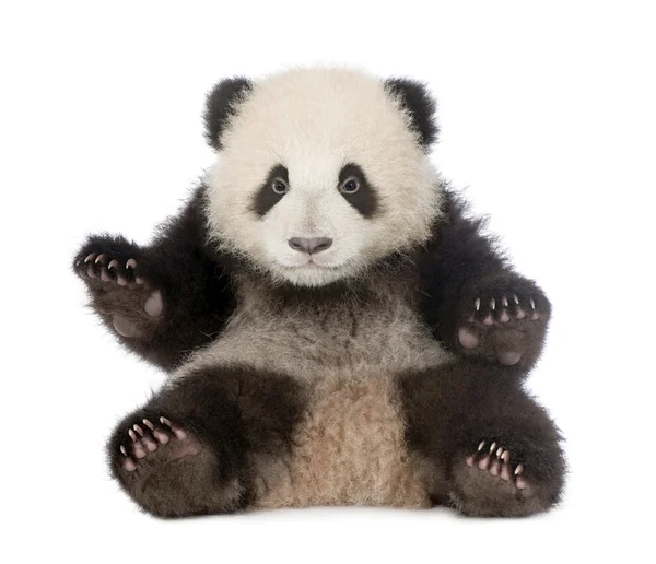 Panda gigante (6 mesi) - Ailuropoda melanoleuca — Foto Stock