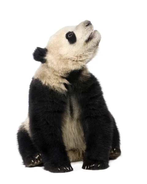 Giant Panda (18 miesięcy) - Wielka kinia — Zdjęcie stockowe