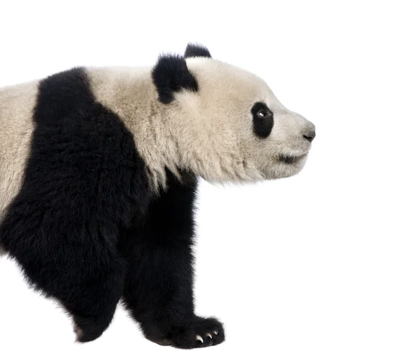 Гігантський Панда (18 місяців) - Ailuropoda melanoleuca — стокове фото