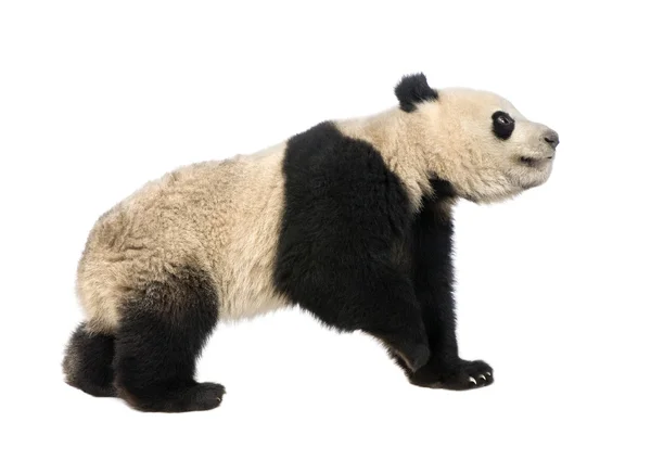 Giant Panda (18 months) - Ailuropoda melanoleuca — Stock Photo, Image