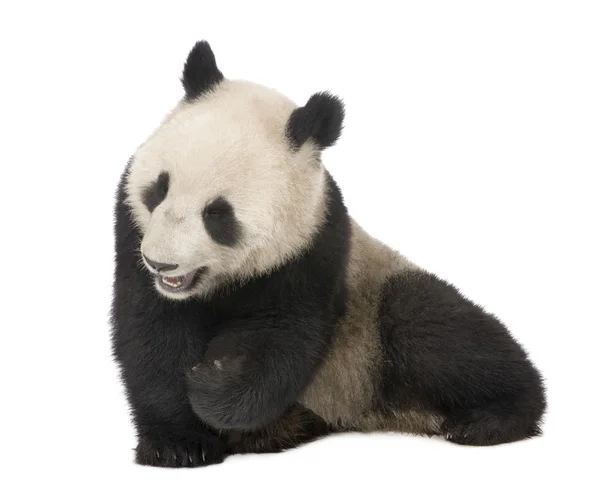 Panda géant (18 mois) - Ailuropoda melanoleuca — Photo