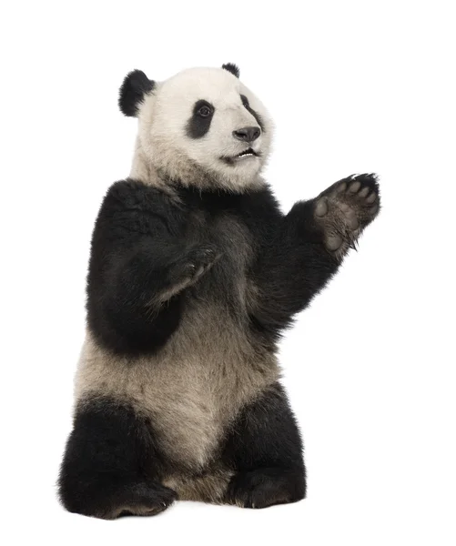Giant Panda (18 bulan) - Ailuropoda melanoleuca — Stok Foto