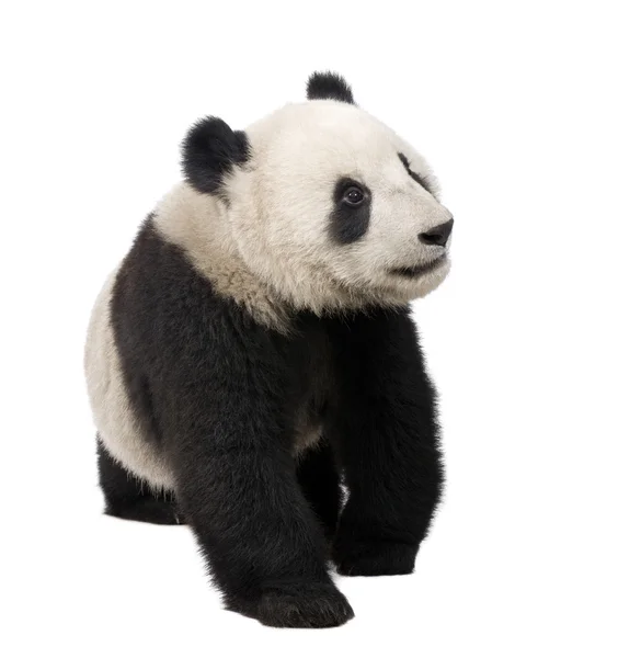 Гигантская панда (18 месяцев) - Ailuropoda melanoleuca — стоковое фото