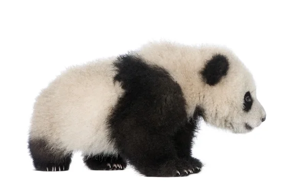 Panda Gigante (6 meses) - Ailuropoda melanoleuca — Fotografia de Stock