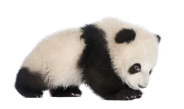 Dev Panda (6 ay) - Ailuropoda melanoleuca — Stok fotoğraf