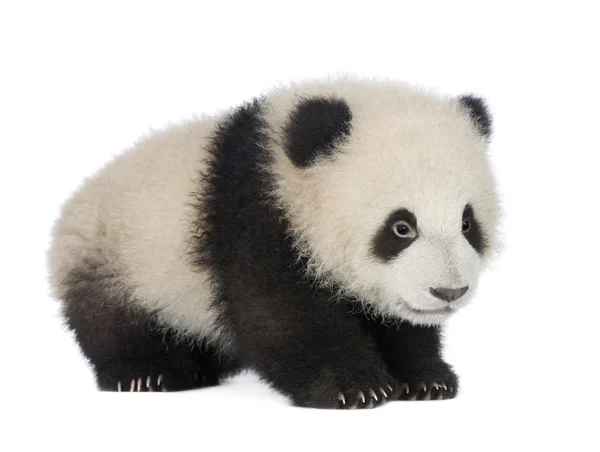 Giant Panda (6 months) - Ailuropoda melanoleuca — Stock Photo, Image