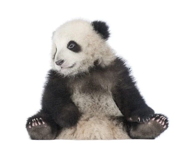Giant Panda (6 månader) - Ailuropoda melanoleuca — Stockfoto