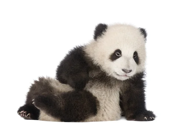 Panda Velká (6 měsíců) - Ailuropoda melanoleuca — Stock fotografie