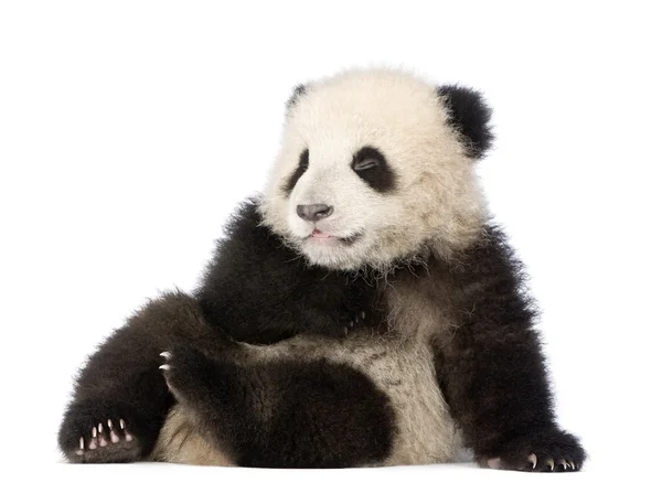 Panda gigante (6 mesi) - Ailuropoda melanoleuca — Foto Stock