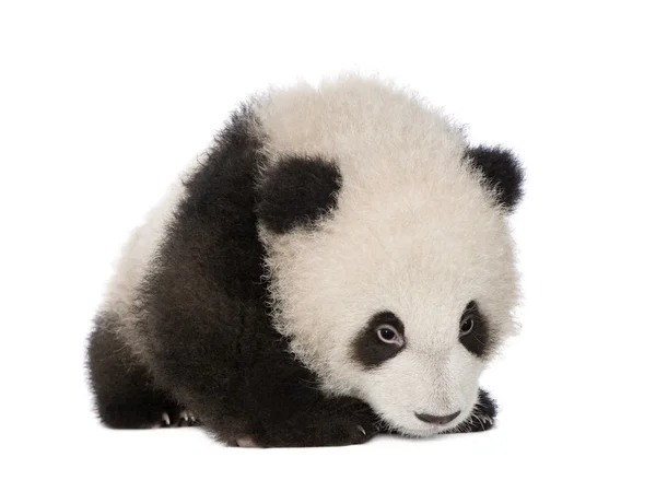 Panda gigante (6 meses) - Ailuropoda melanoleuca —  Fotos de Stock