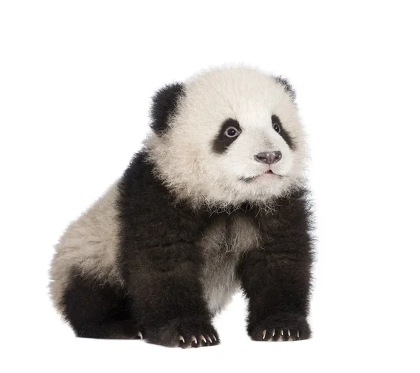 大熊猫大熊猫 (6 个月)- — 图库照片