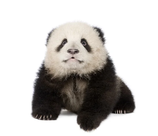 Panda gigante (6 meses) - Ailuropoda melanoleuca — Foto de Stock