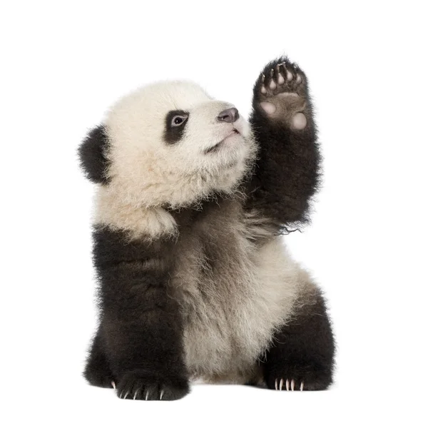 Panda Gigante (6 meses) - Ailuropoda melanoleuca — Fotografia de Stock