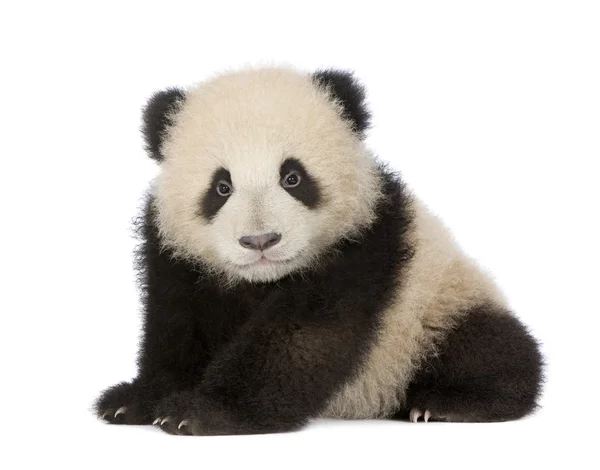 Panda Velká (6 měsíců) - Ailuropoda melanoleuca — Stock fotografie
