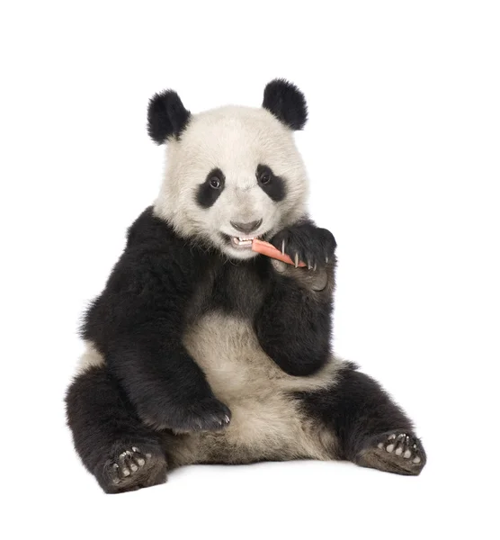 Гигантская панда (18 месяцев) - Ailuropoda melanoleuca — стоковое фото