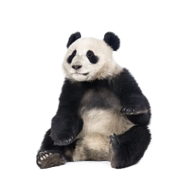 Panda Gigante (18 meses) - Ailuropoda melanoleuca — Fotografia de Stock