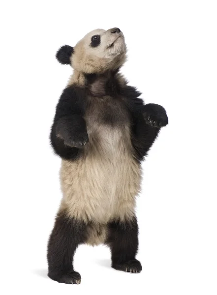Panda gigante (18 mesi) - Ailuropoda melanoleuca — Foto Stock