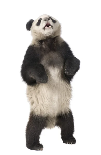Óriás Panda (18 hónap) - Ailuropoda melanoleuca — Stock Fotó