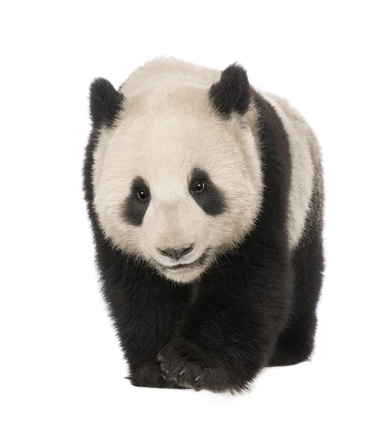 Panda Velká (18 měsíců) - Ailuropoda melanoleuca — Stock fotografie