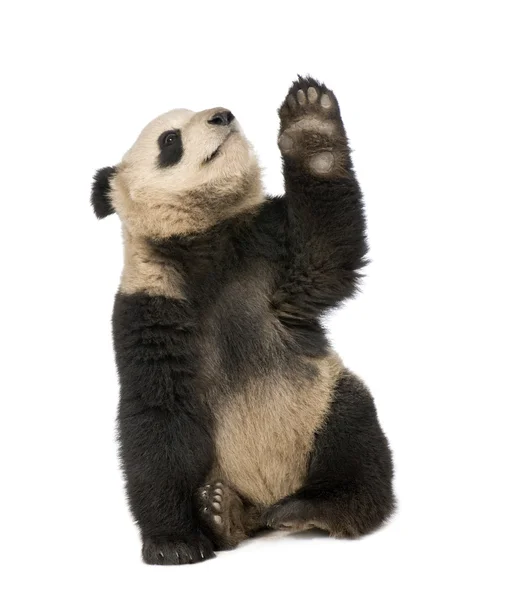Giant Panda (18 månader) - Ailuropoda melanoleuca — Stockfoto