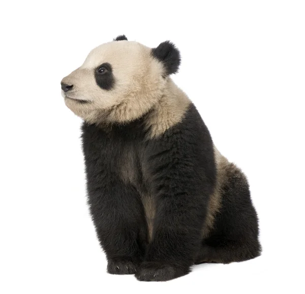 Panda géant (18 mois) - Ailuropoda melanoleuca — Photo