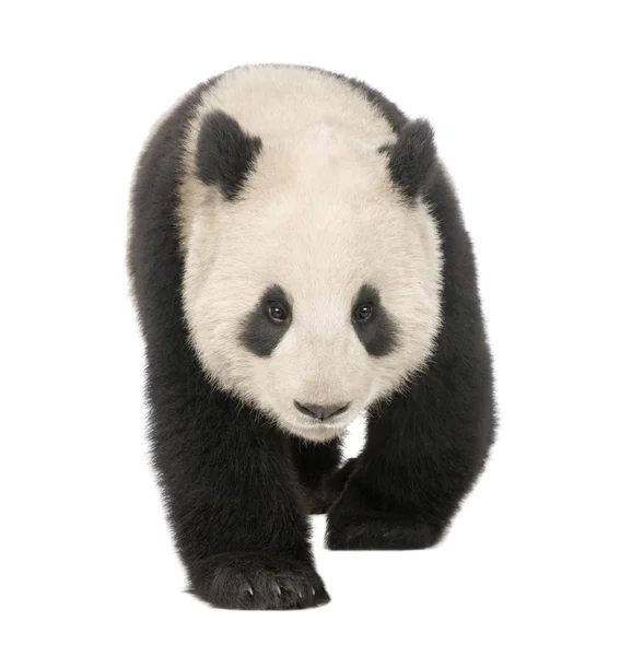 Panda gigante (18 mesi) - Ailuropoda melanoleuca — Foto Stock