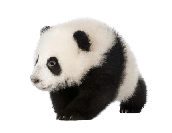 Giant Panda (4 månader) - Ailuropoda melanoleuca — Stockfoto