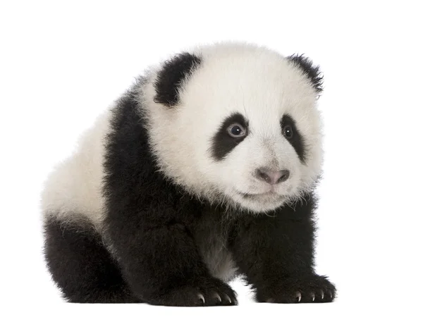 Giant Panda (4 månader) - Ailuropoda melanoleuca — Stockfoto