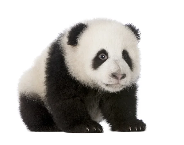 Giant Panda (4 months) - Ailuropoda melanoleuca — Stock Photo, Image