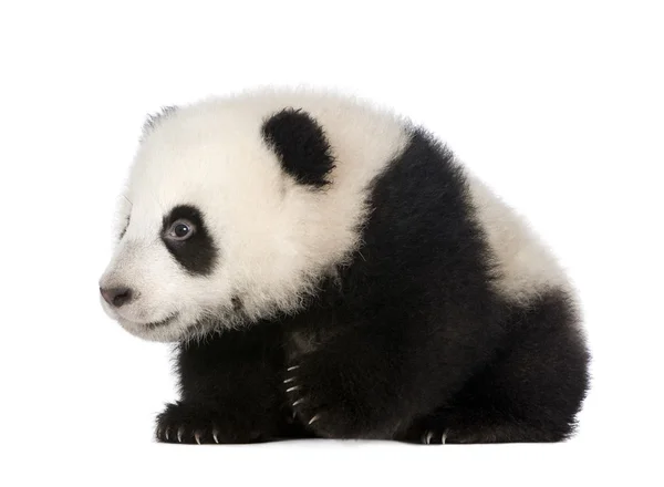 Dev Panda (4 ay) - Ailuropoda melanoleuca — Stok fotoğraf