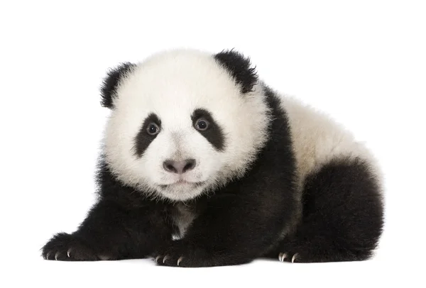 Panda Gigante (4 meses) - Ailuropoda melanoleuca — Fotografia de Stock