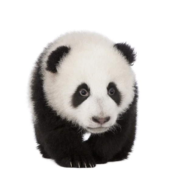 Panda géant (4 mois) - Ailuropoda melanoleuca — Photo