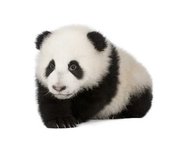 Giant Panda (6 miesięcy) — Zdjęcie stockowe