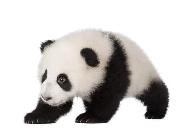 Riesenpanda (6 Monate) - ailuropoda melanoleuca — Stockfoto