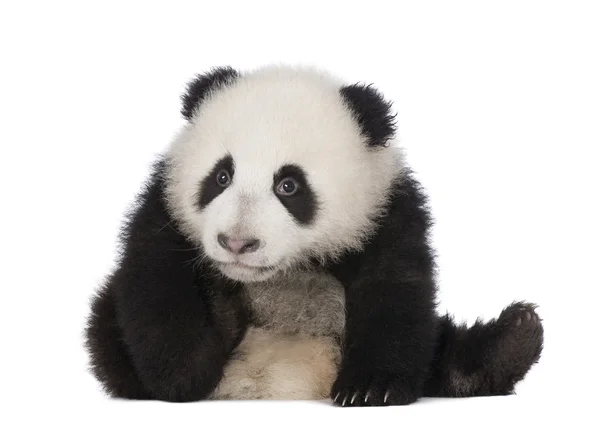 Giant Panda (4 miesiące) - Wielka kinia — Zdjęcie stockowe