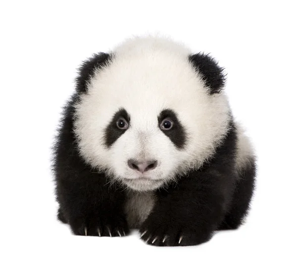 Panda géant (4 mois) - Ailuropoda melanoleuca — Photo