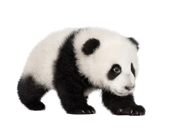 Panda Velká (4 měsíce) - Ailuropoda melanoleuca — Stock fotografie