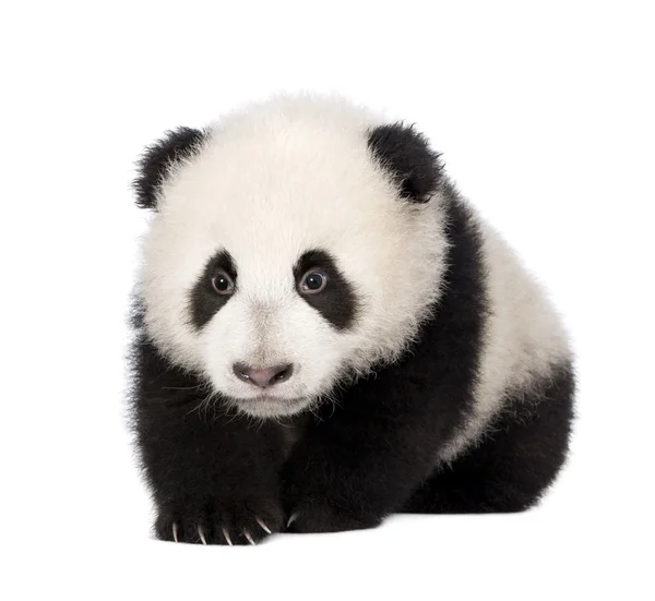 Giant Panda (4 months) - Ailuropoda melanoleuca — Stock Photo, Image