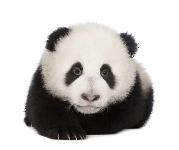 大熊猫大熊猫 (4 个月)- — 图库照片