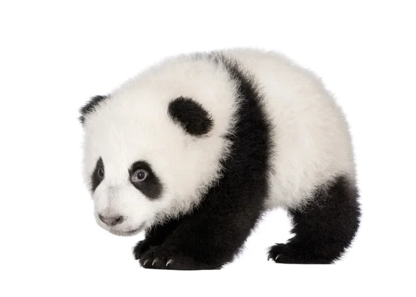 Giant Panda (4 months) - Ailuropoda melanoleuca — Stock Photo, Image