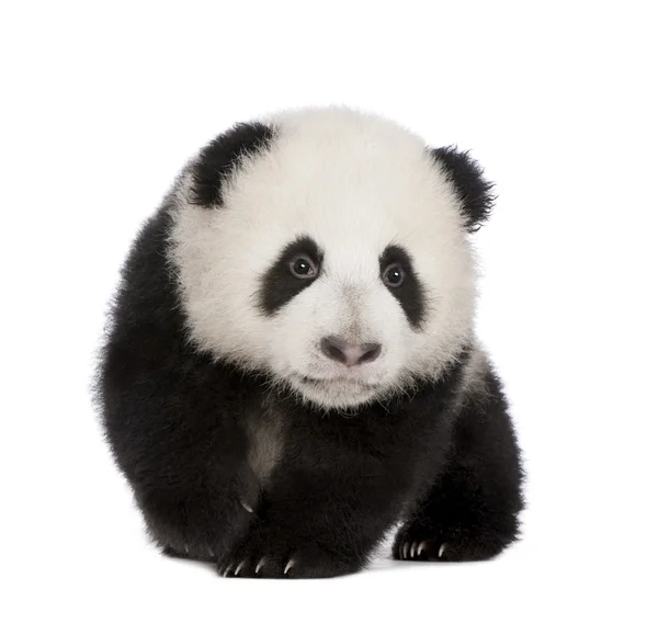Panda gigante (4 mesi) - Ailuropoda melanoleuca — Foto Stock