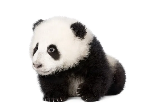 Giant panda, ailuropoda melanoleuca, 4 maanden oud, voor een witte achtergrond, studio opname — Stockfoto