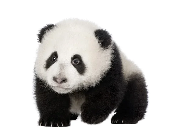 Panda Gigante (4 meses) - Ailuropoda melanoleuca — Fotografia de Stock